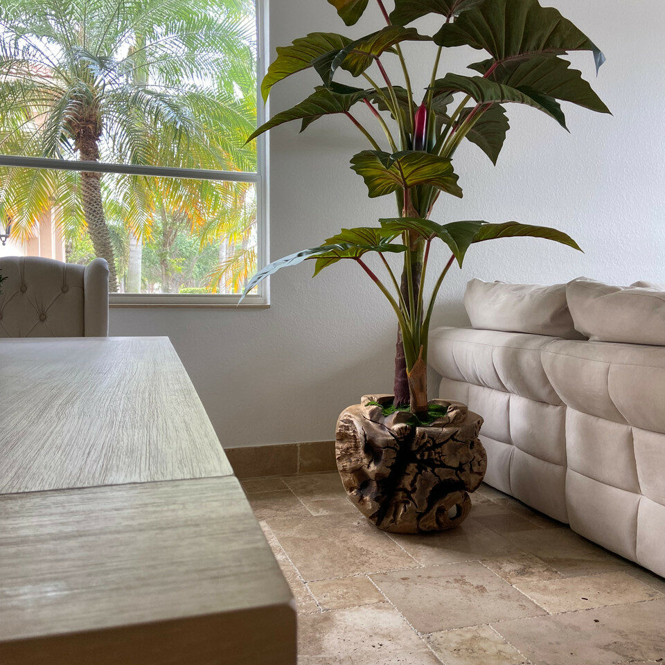 Große Schale aus Teakholz mit Alocasia-Pflanze
